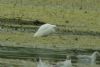 Cattle Egret at Vange Marsh (RSPB) (Steve Arlow) (110508 bytes)